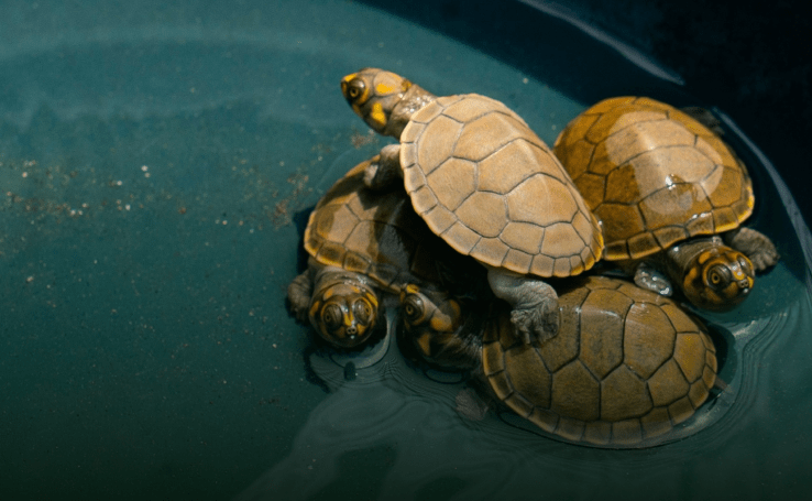 Charapa Turtle Adoption