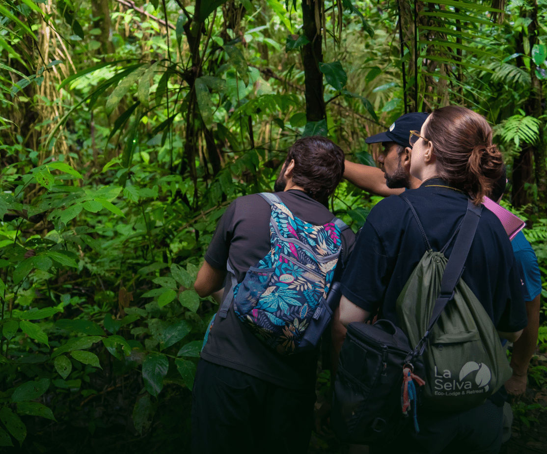 Rainforest Trails