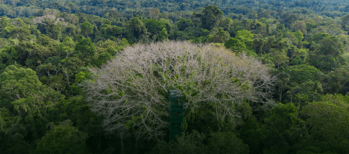 Amazon Observation Tower