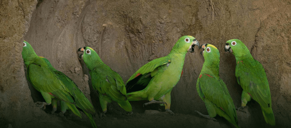 Parrot Clay Licks